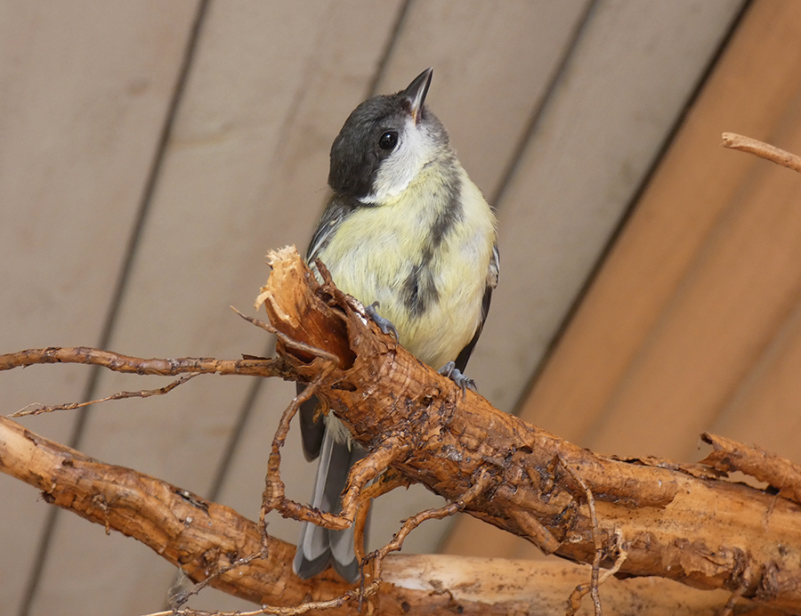 morgenvogel