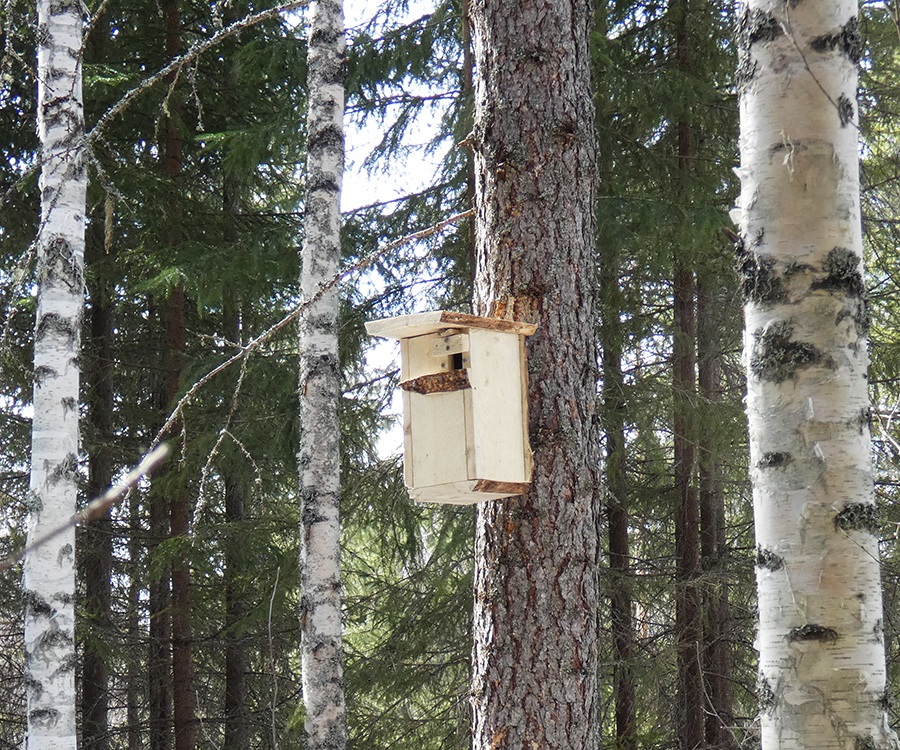 pönttö, morgenvogel real estate