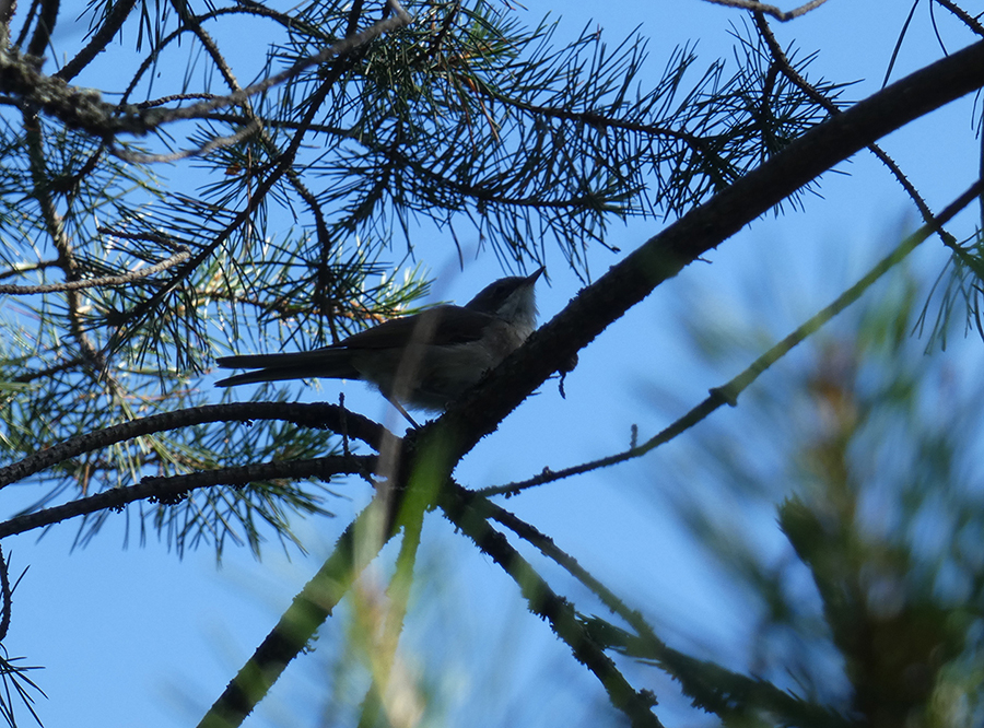 morgenvogel