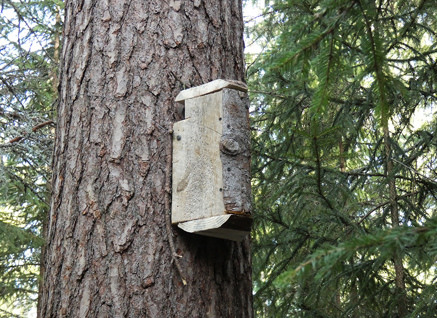 puukiipijä pönttö, morgenvogel real estate